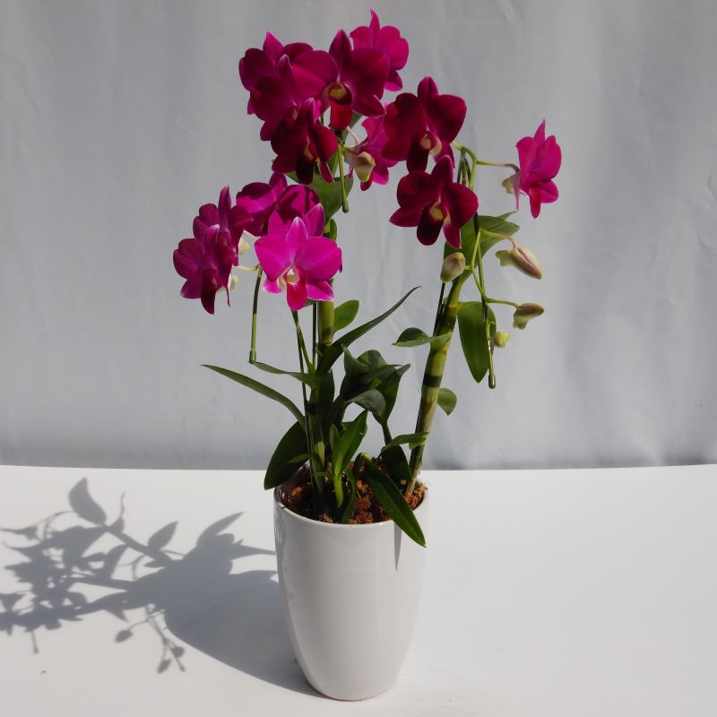 デンファレ（洋蘭）3本立　鉢物　濃いピンク系　☆品種おまかせ　※離島不可